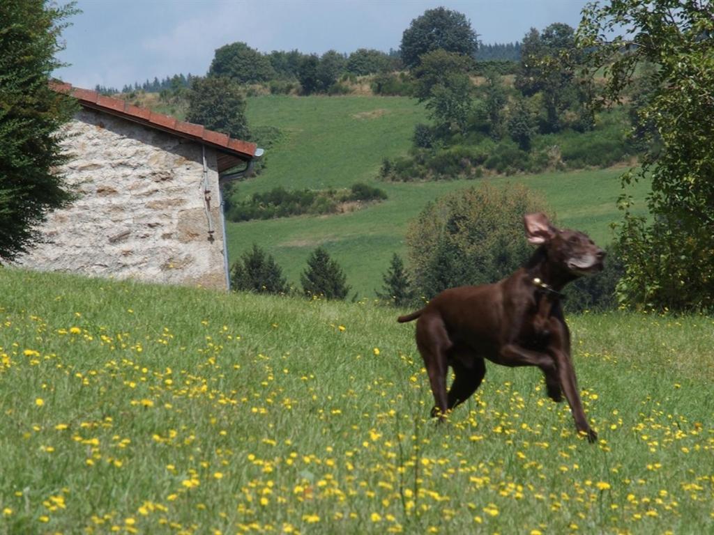 Chateau Des Marcilly Talaru Chalmazel-Jeansagniere Kültér fotó